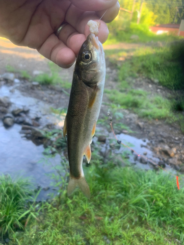 カワムツの釣果