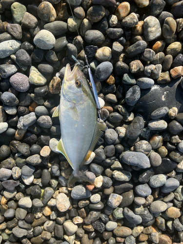 ショゴの釣果