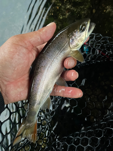 ヤマメの釣果