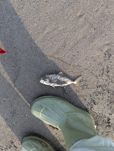 ショゴの釣果