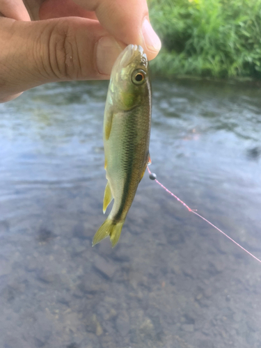 カワムツの釣果