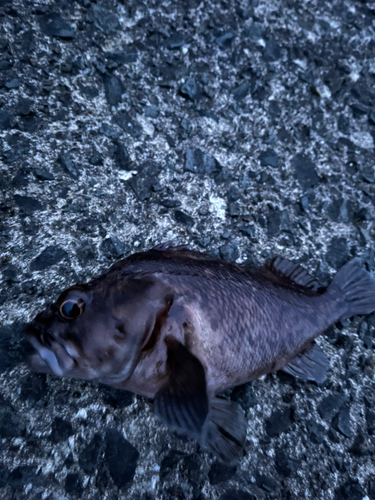 ムラソイの釣果