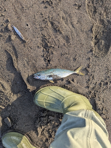 ワカシの釣果