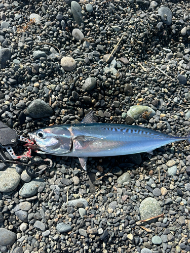 ソウダガツオの釣果