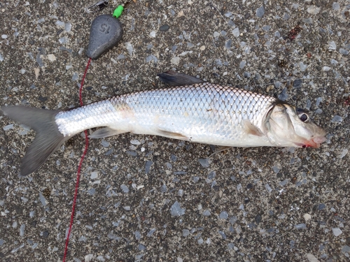 ニゴイの釣果