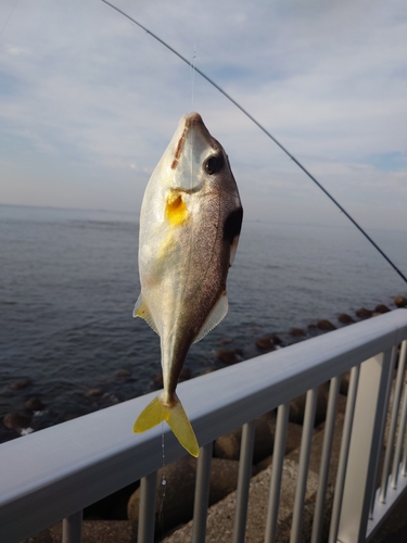 ギマの釣果