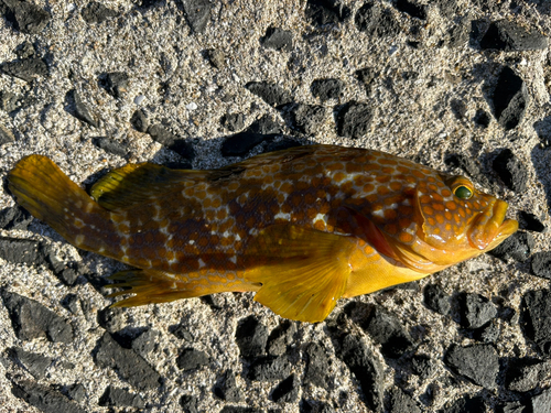 キジハタの釣果