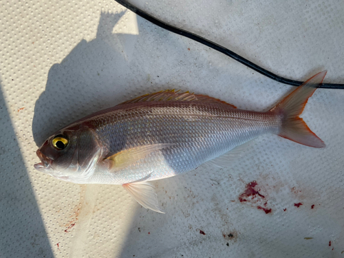 ナガサキフエダイの釣果