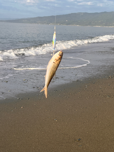 コノシロの釣果