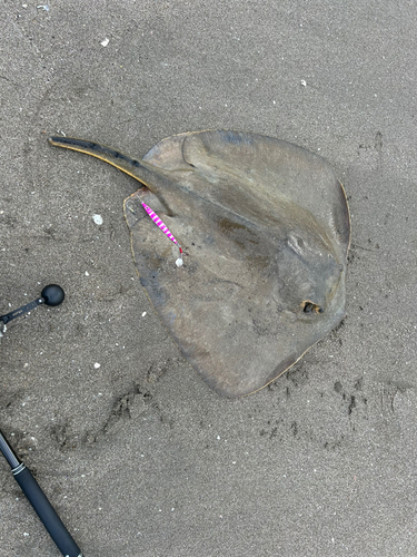 エイの釣果