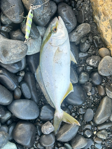 ショゴの釣果