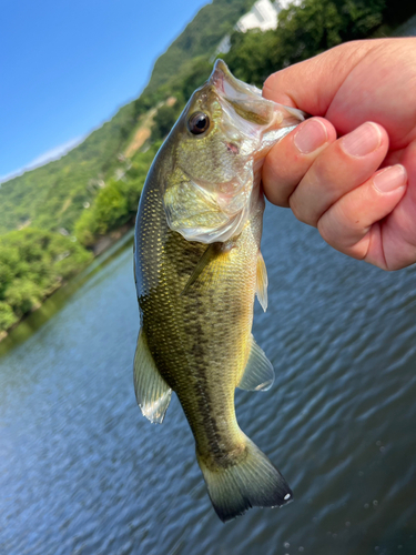 ラージマウスバスの釣果