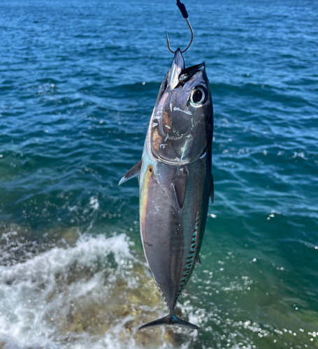 メジカの釣果