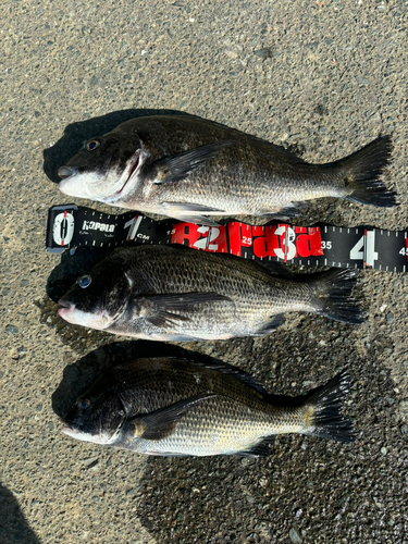 クロダイの釣果