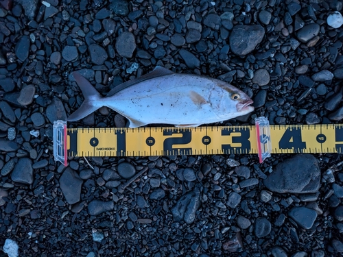 ショゴの釣果