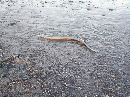 ダツの釣果