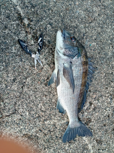 チヌの釣果