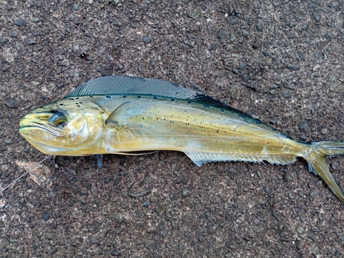 シイラの釣果