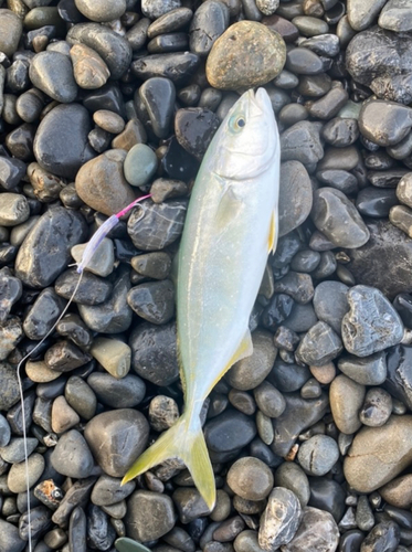 ワカシの釣果