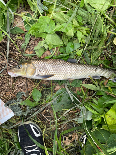 ニゴイの釣果