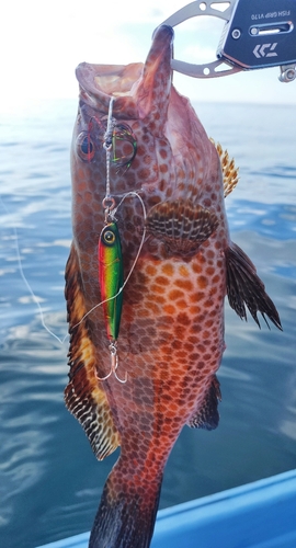 オオモンハタの釣果