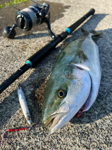 イナダの釣果