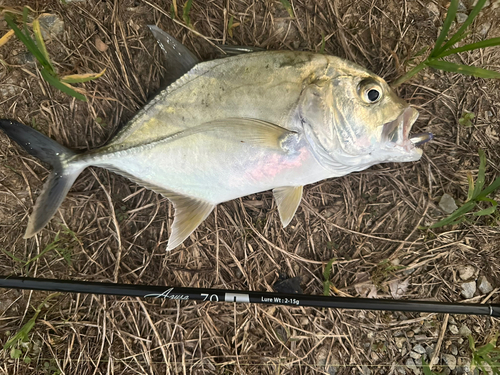 メッキの釣果