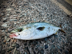 ヤズの釣果