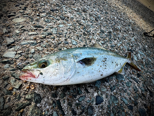 ヤズの釣果