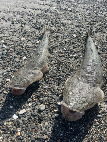 コチの釣果