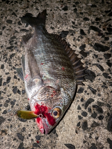 クロダイの釣果