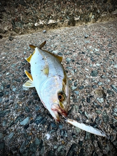 ネリゴの釣果