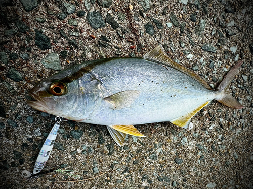 ネリゴの釣果