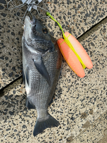 チヌの釣果