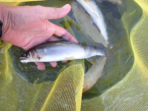 アユの釣果