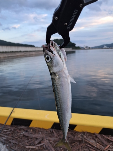 サバの釣果