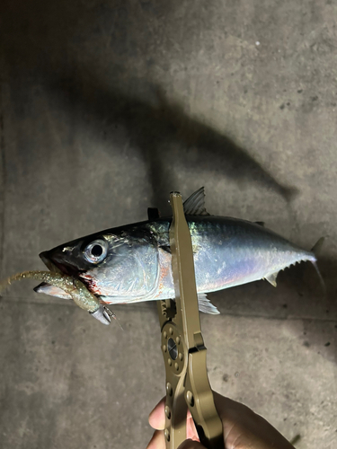 サバの釣果