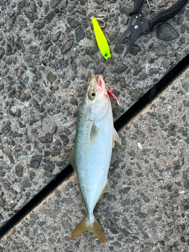 ツバスの釣果