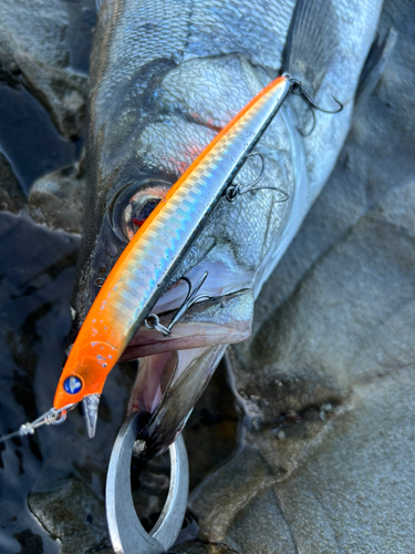 ヒラスズキの釣果