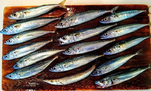 サバの釣果