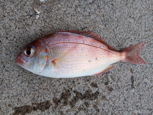 チダイの釣果