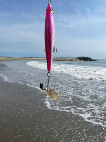 カニの釣果