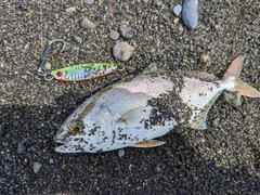 ショゴの釣果