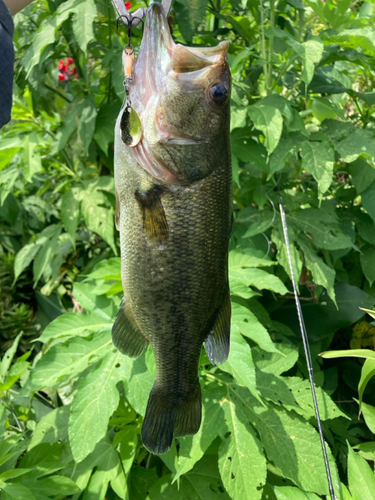 ラージマウスバスの釣果