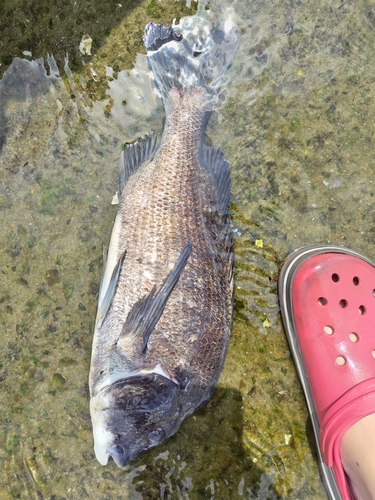 チヌの釣果