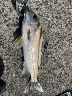 コトヒキの釣果