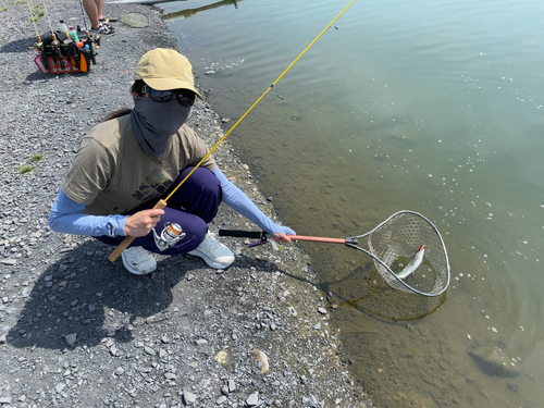 ニジマスの釣果