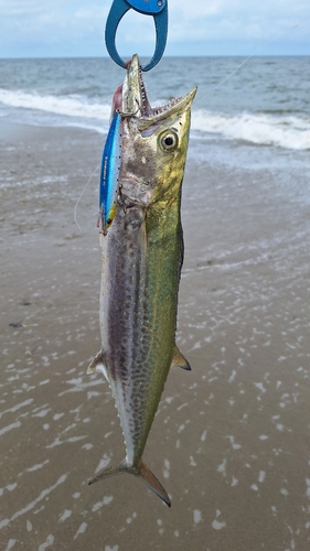 サゴシの釣果