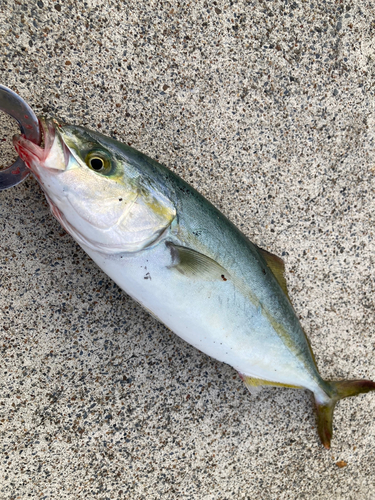 イナダの釣果