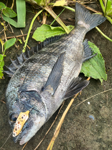 チヌの釣果